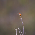 24k直播网NBA高清赛事全程免费在线观看 x1q3woh